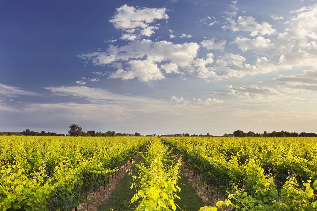 Wineyard Bibano. © Bottega SpA