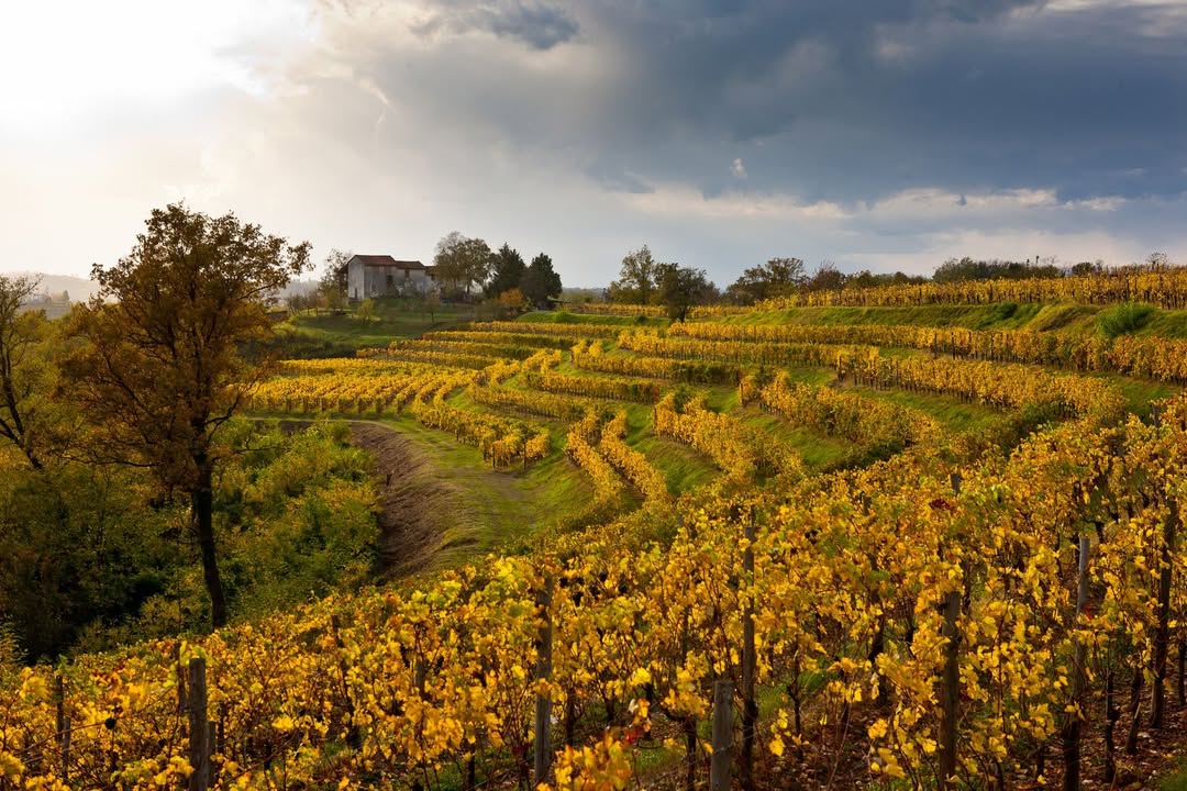 Das Collio-Weinanbaugebiet. © www.tastefvg.it