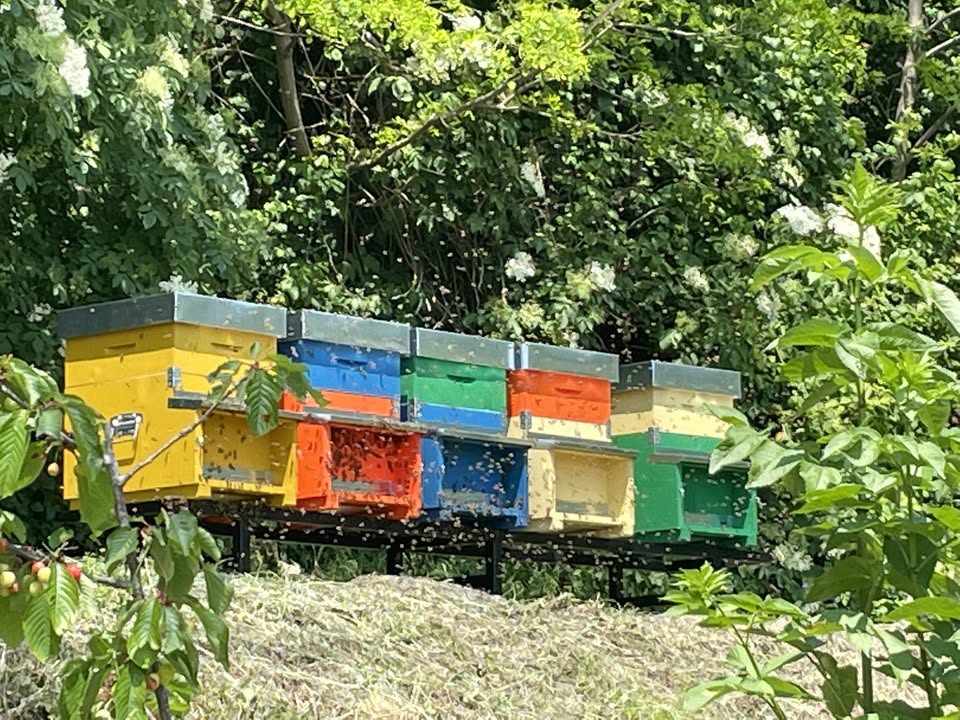 Stichwort Bienen. Im Mai 2022 beschloss das Unternehmen die Einsetzung von 300.000 Bienen in den Prosecco-Hügeln. Genauer gesagt in einem Weinberg, der zum Gut in Vittorio Veneto gehört. Hier werden ausschließlich Glera-Trauben angebaut, aus denen Prosecco entsteht. Aufgestellt wurden in dieser wunderschönen Landschaft fünf Bienenstöcke mit
jeweils 60.000 Bienen. Foto: Bottega SpA