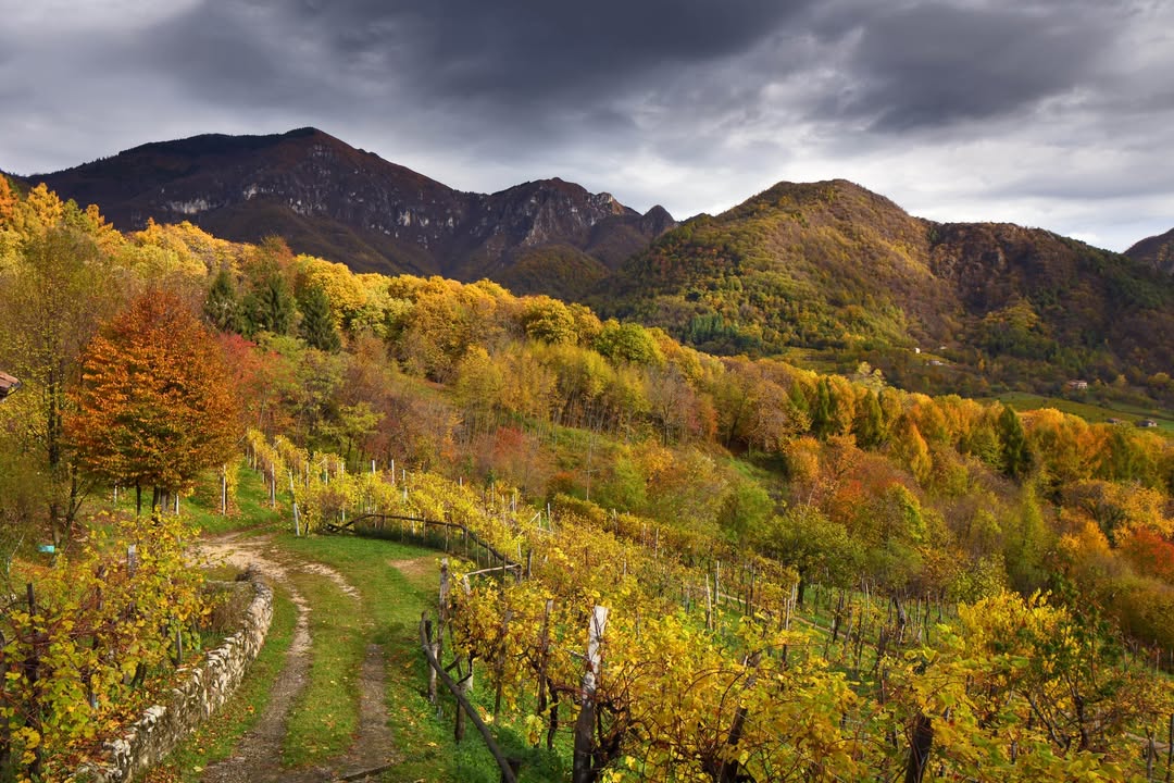 Landschaft Biologischer Weinbau: 05. Vigneti Colline del Prosecco. Foto: Bottega SpA